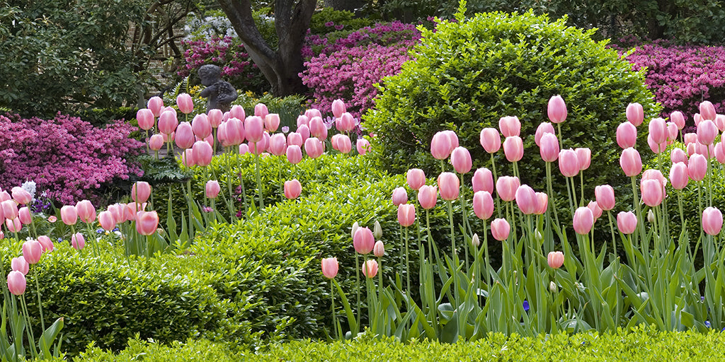 Garden 9611