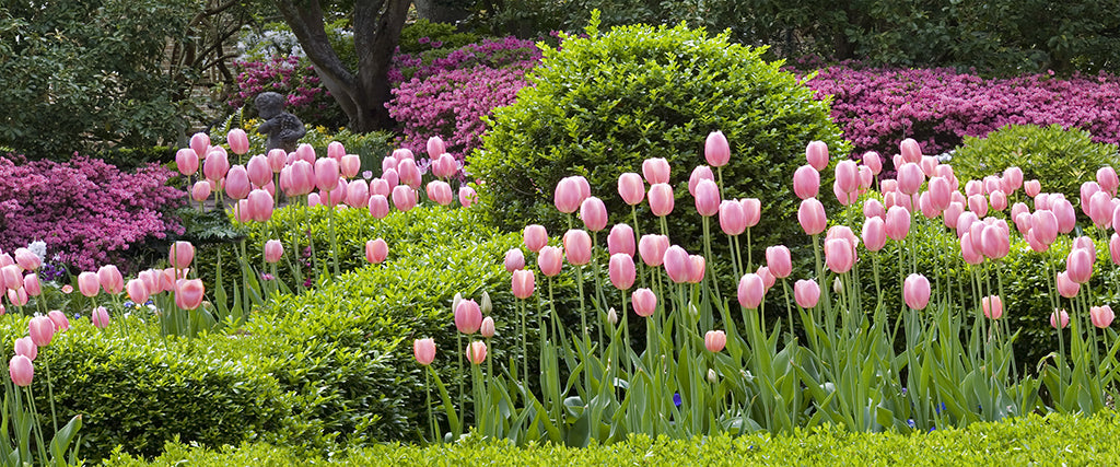 Garden 9611