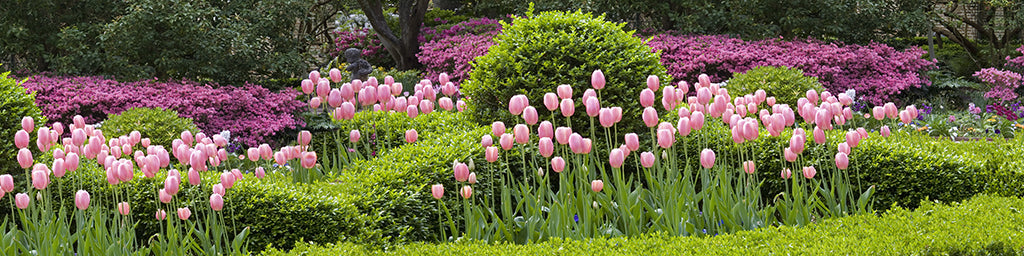 Garden 9611
