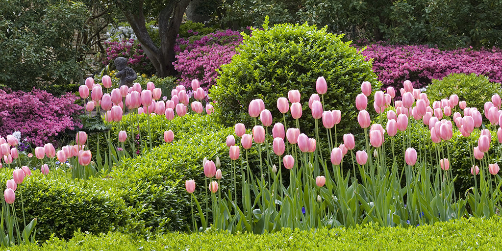 Garden 9611