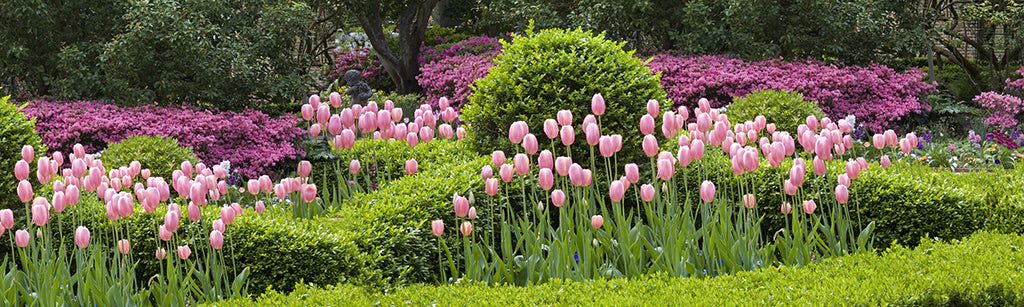 Garden 9611