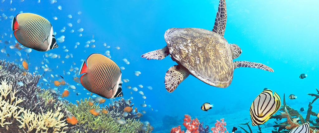 Undersea 2803