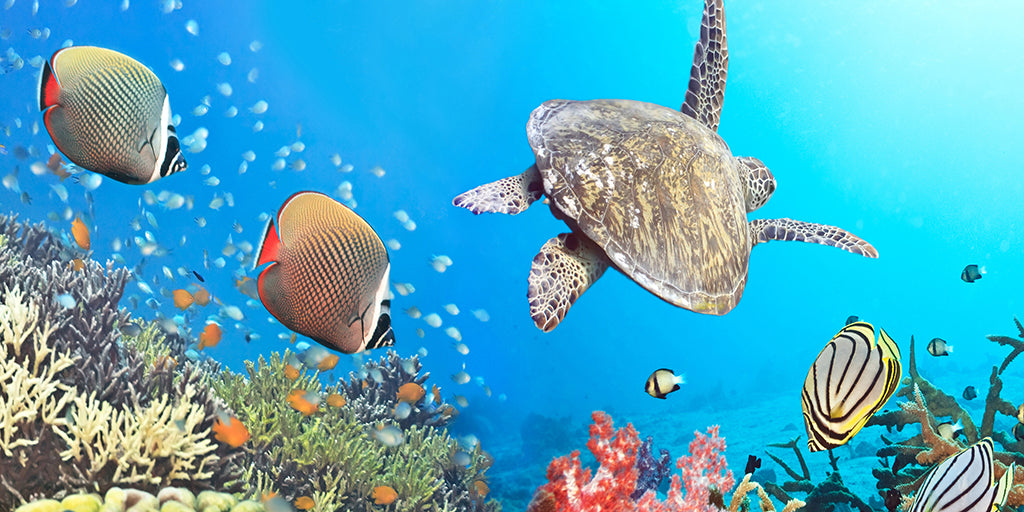 Undersea 2803