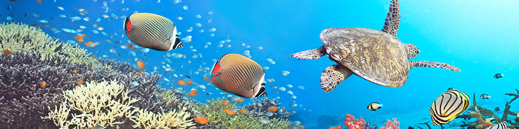 Undersea 2803