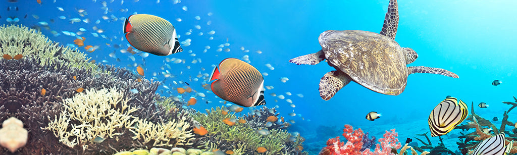 Undersea 2803