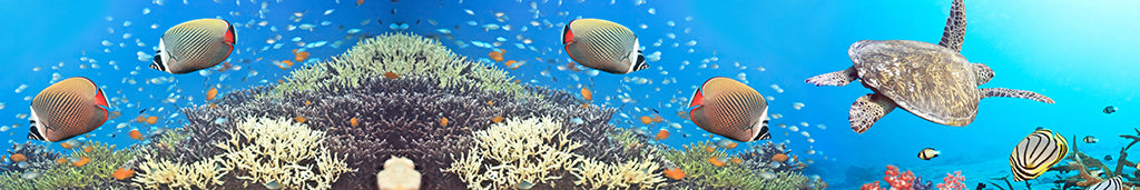 Undersea 2803