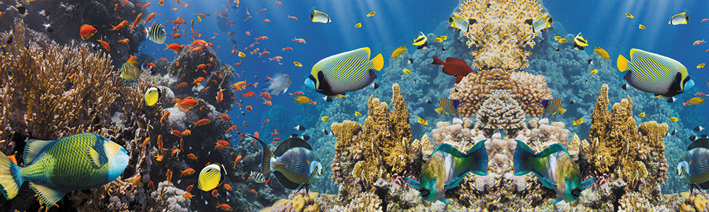 Undersea 3148