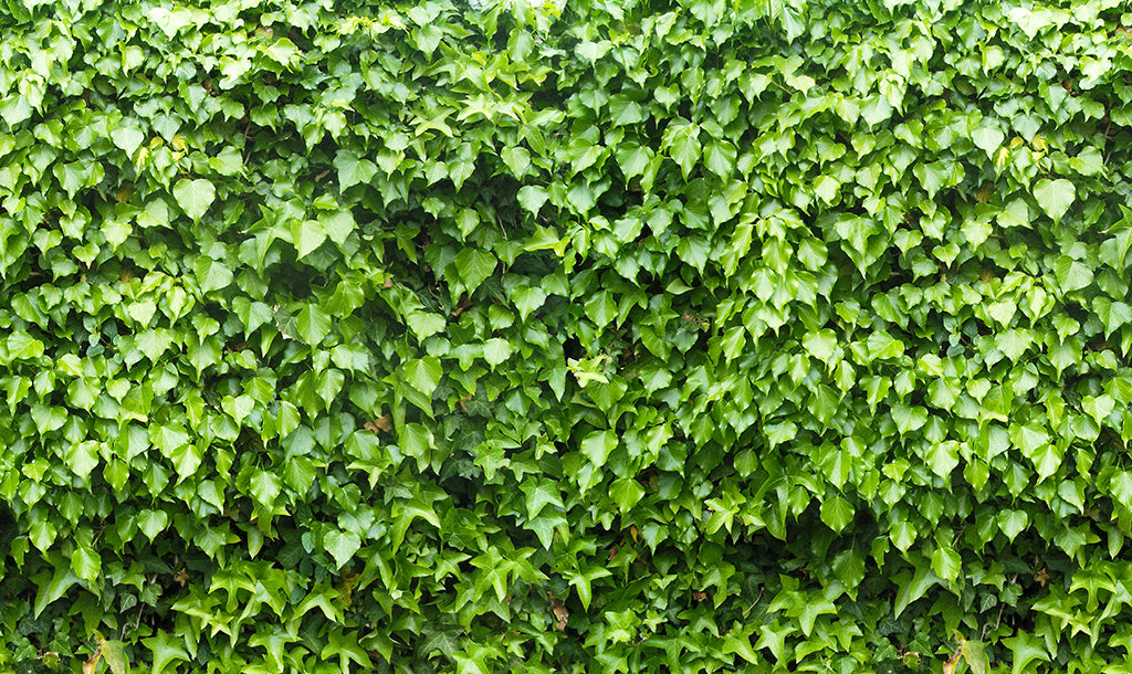 Texture 2061 Light