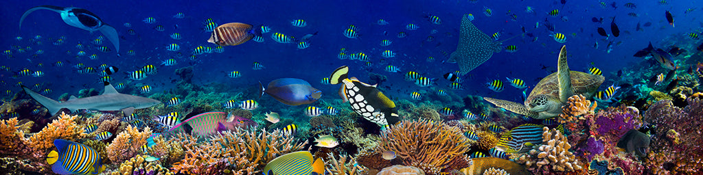 Undersea 1843