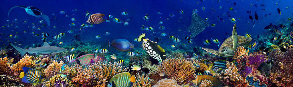 Undersea 1843
