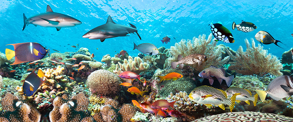 Undersea 6746