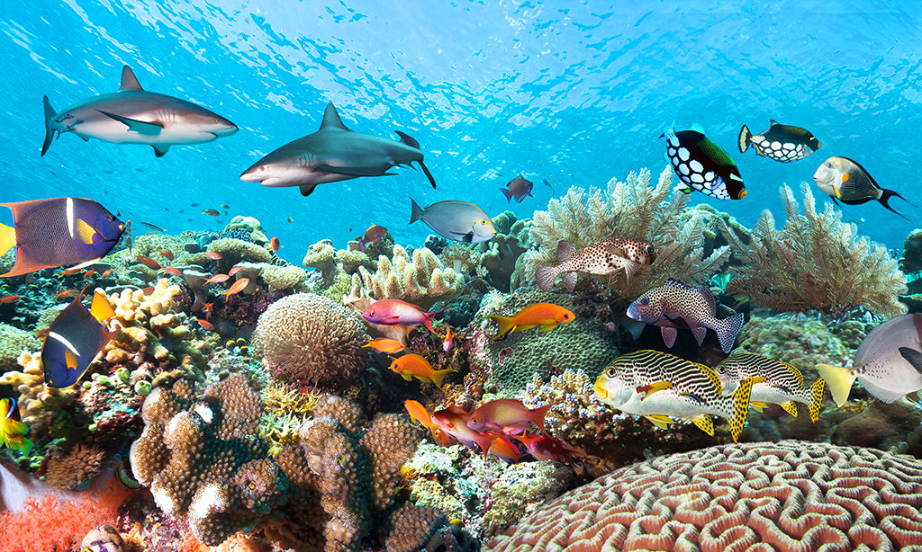 Undersea 6746