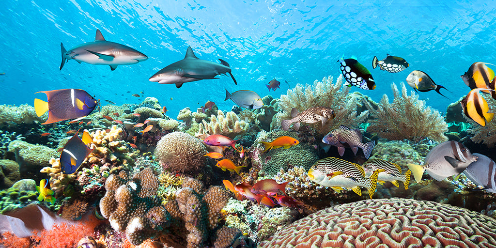 Undersea 6746