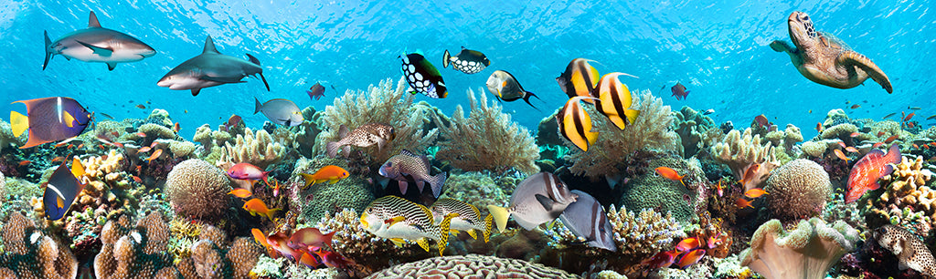 Undersea 6746