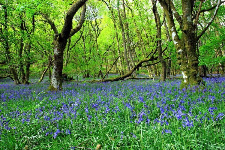 Ancient bluebell forest mural in Wales, ideal for indoor and outdoor spaces.