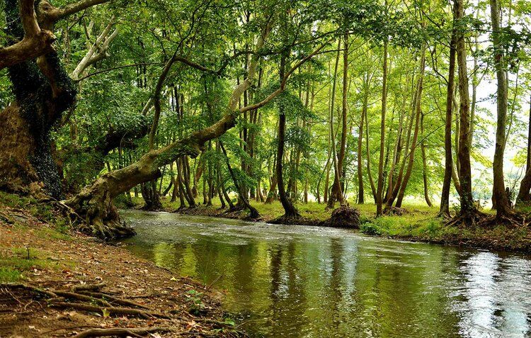 Lunca Muresului National Park mural with lush landscapes, ideal for indoor and outdoor spaces.