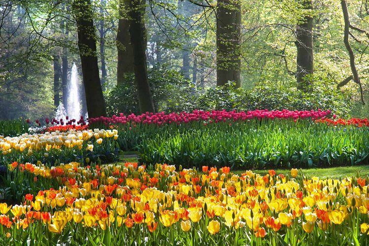 Bright tulip garden mural on a sunny spring morning, perfect for indoor and outdoor spaces.