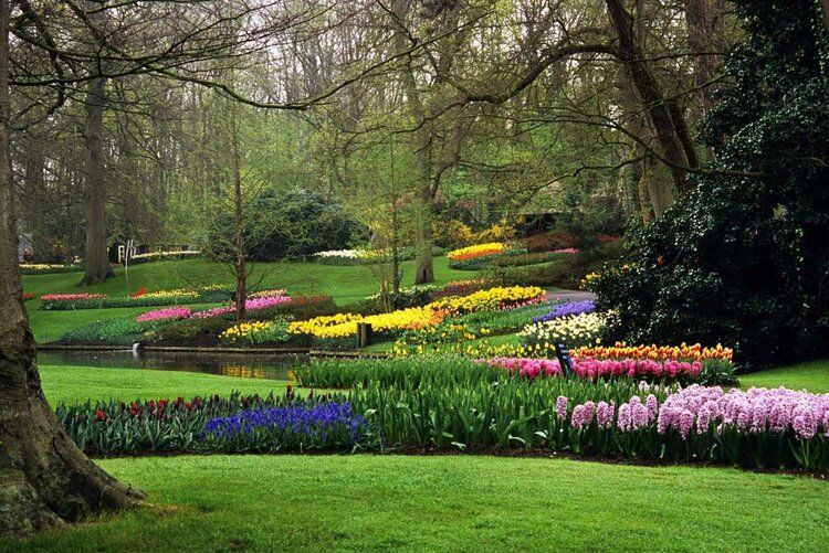 Keukenhof Gardens mural with blooming spring flowers and greenery, ideal for indoor and outdoor spaces.