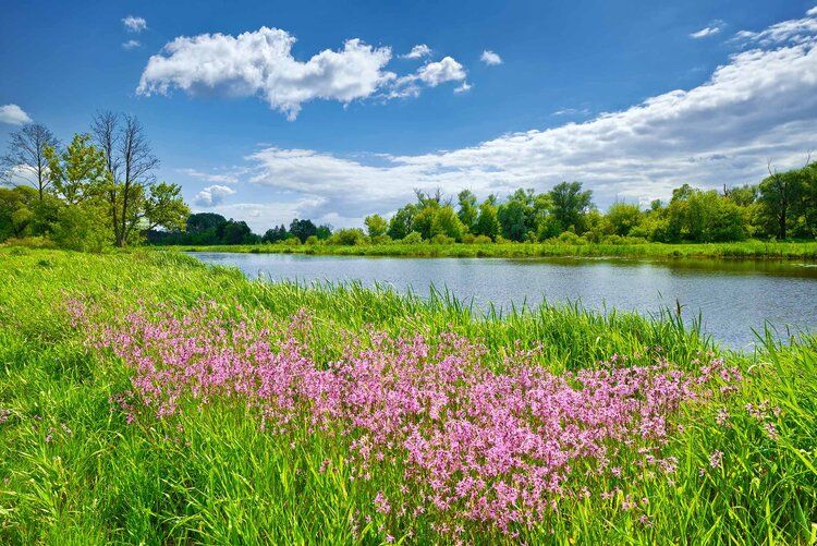 Canadian river mural with blooming flowers and blue sky, ideal for indoor and outdoor spaces.