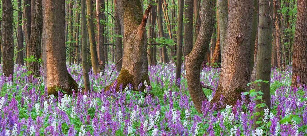 Spring forest mural with blooming primrose flowers, ideal for indoor and outdoor spaces.