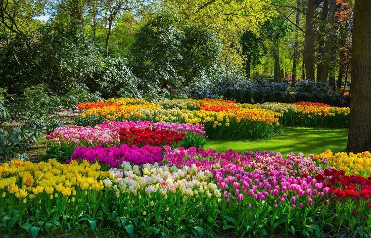 Keukenhof Park mural with colorful tulips in bloom, perfect for indoor and outdoor spaces.