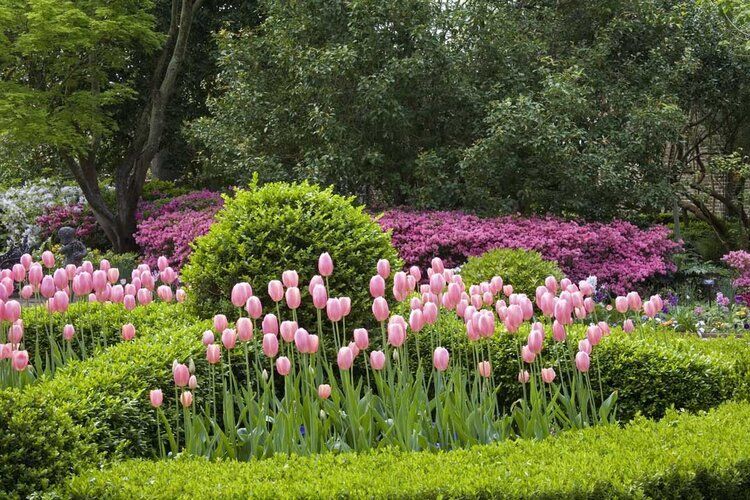 Nathaniel Russell House gardens with pink tulips, ideal for indoor and outdoor spaces.