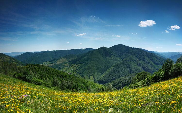 Panoramic mountain landscape with green hills and yellow flowers, ideal for indoor and outdoor spaces.