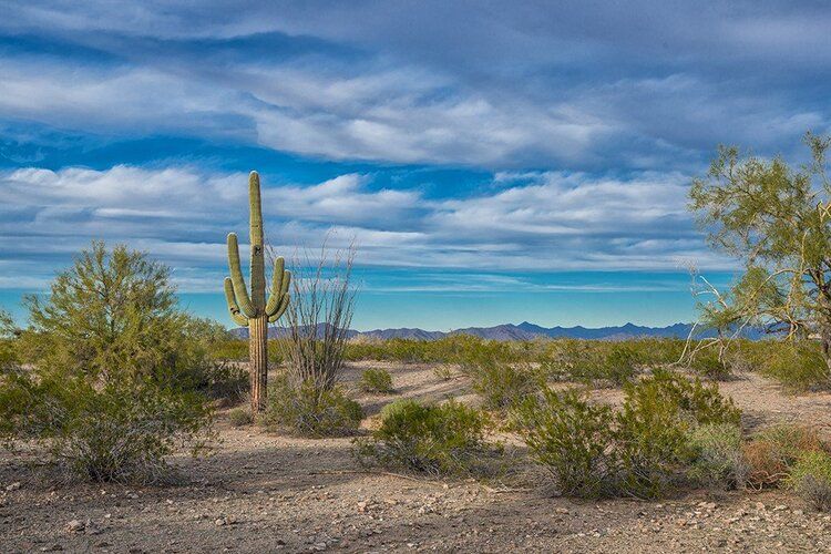Saguaro National Park mural with mountains and blue sky, perfect for indoor and outdoor spaces.