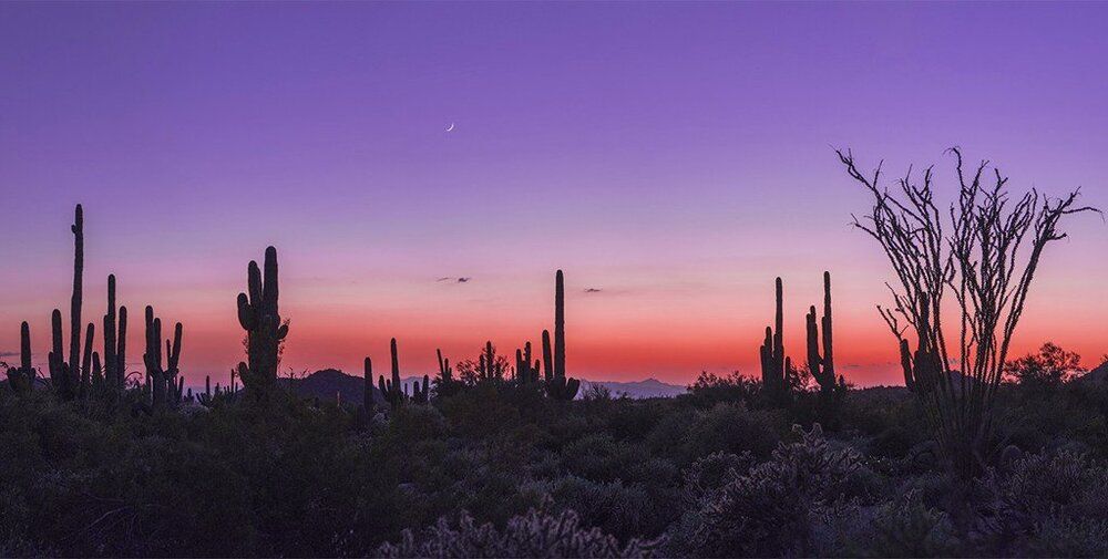 Sunset mural with saguaros, moon, and warm desert glow, ideal for indoor and outdoor spaces.