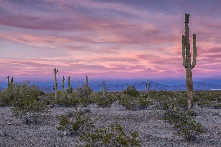 Saguaro National Park sunset mural with cacti, ideal for indoor and outdoor spaces.