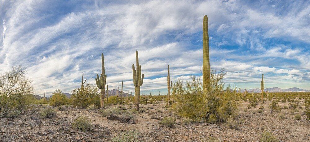 Mural of Arizona's Usery Mountain desert landscape, ideal for indoor and outdoor spaces.