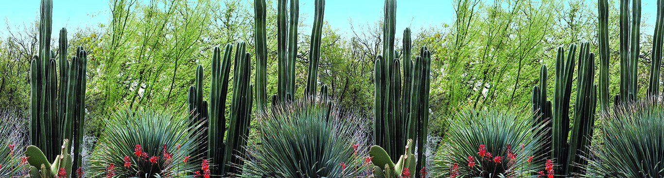 Close-up mural of lined-up cacti from Arizona's desert, ideal for indoor and outdoor spaces.