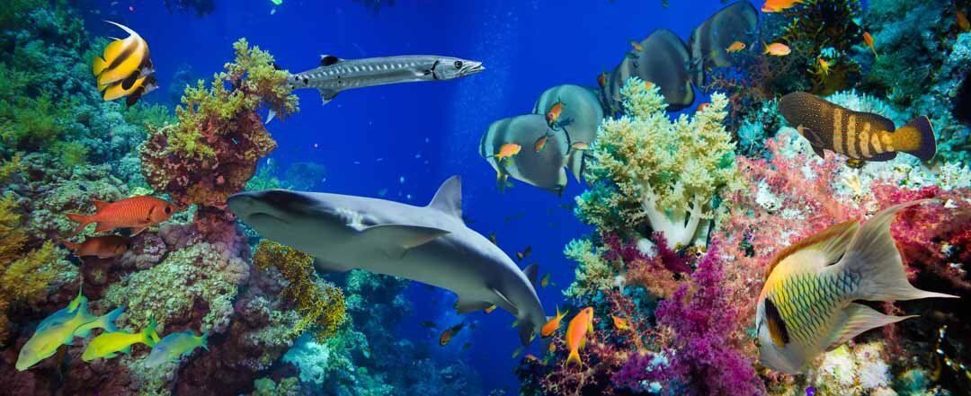 Red Sea underwater mural with Anthias fish, fire corals, and sharkâ€”perfect for indoor or outdoor spaces.