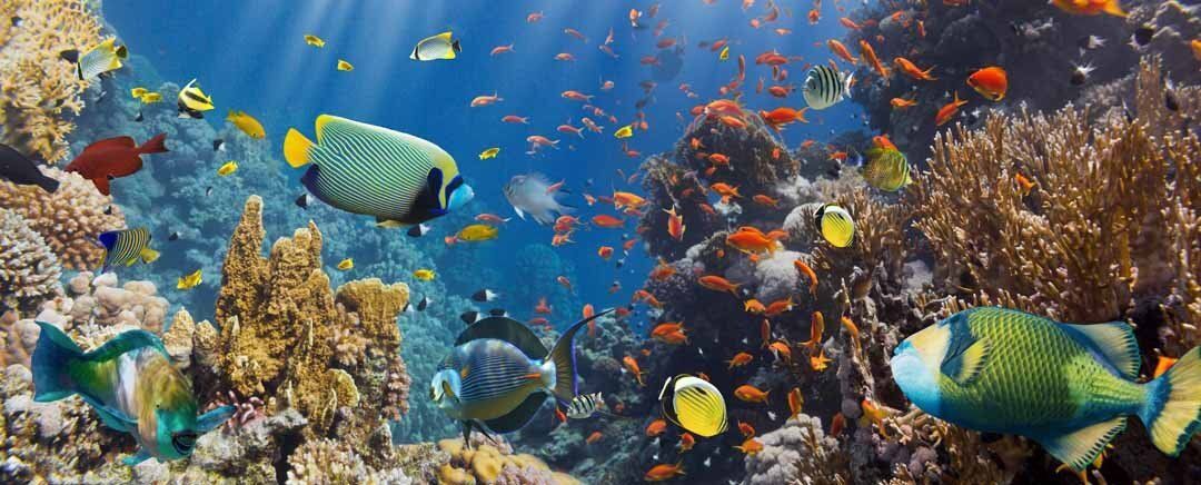 Red Sea coral reef mural with fire coral, ideal for adding vibrant ocean beauty to any space.