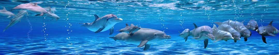 Panoramic mural of dolphins, ideal for adding oceanic charm to indoor or outdoor spaces.
