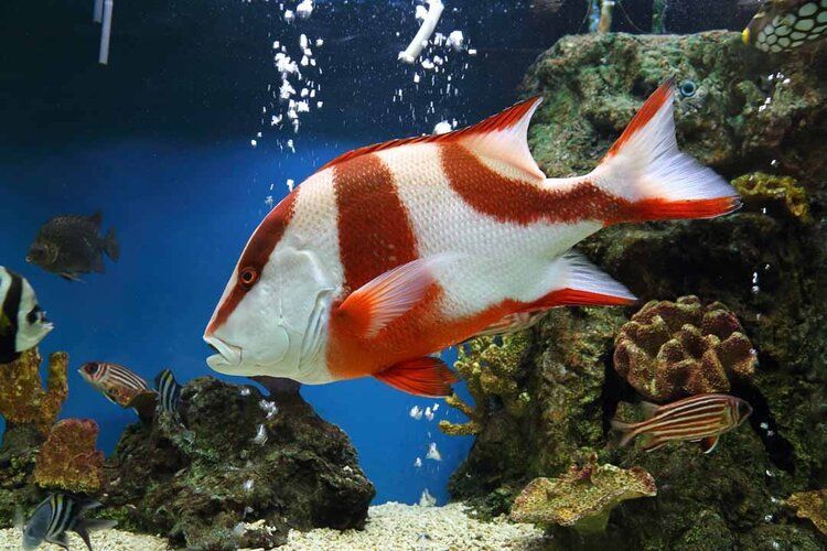 Red emperor fish mural, ideal for enhancing indoor or outdoor spaces with vibrant ocean life.