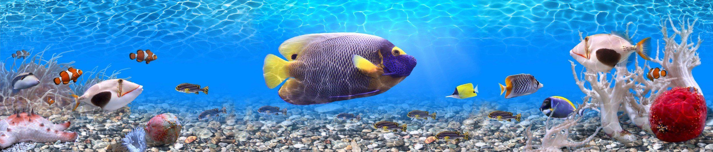 Panoramic wall mural of underwater world with tropical fish, perfect for indoor or outdoor spaces.