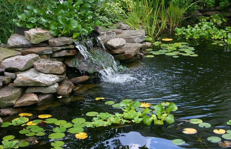 Wall mural of a homemade pond with lily pads, perfect for enhancing indoor or outdoor spaces.