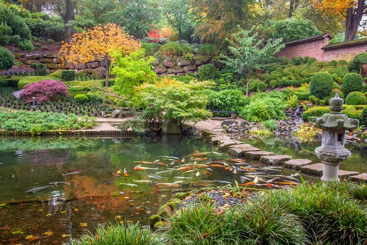 Autumn view of koi pond, stone lantern, and Japanese maple, ideal for wall art in any home.