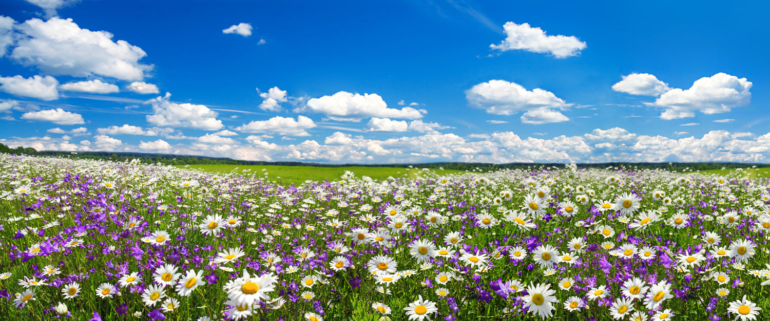 Panoramic mural of blooming chamomile and bluebells, perfect for adding natural charm to any space.