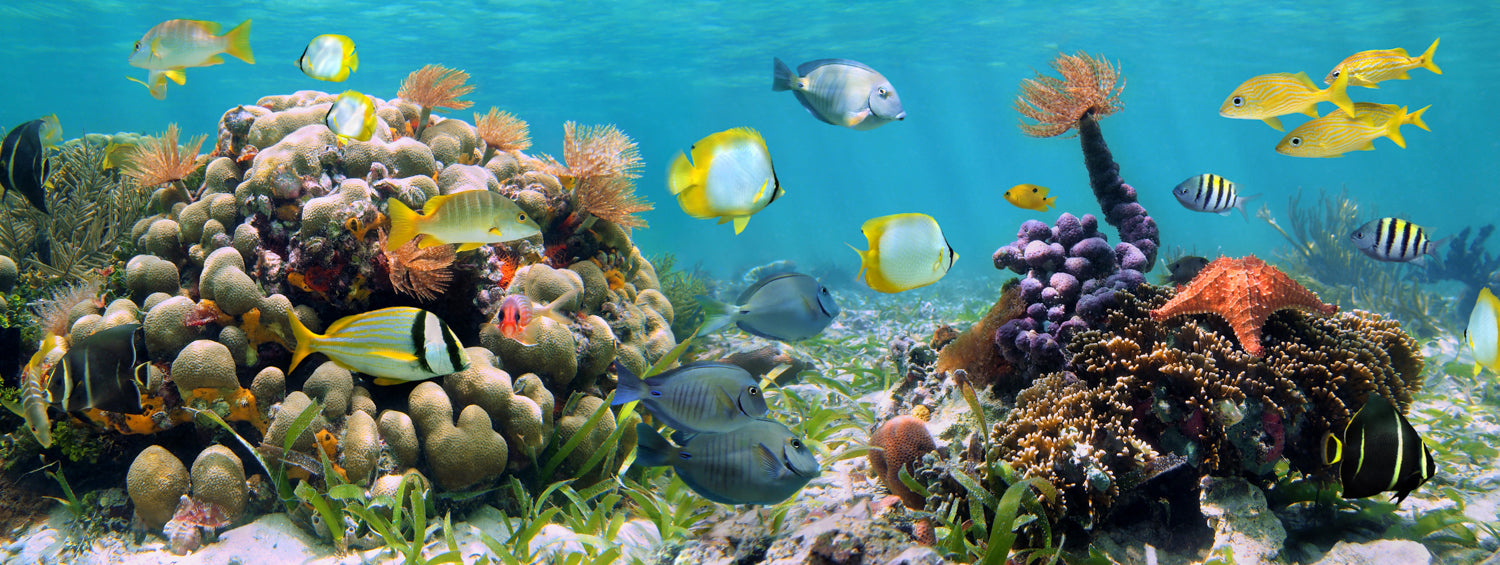 Panoramic coral reef mural with colorful marine life, ideal for indoor and outdoor spaces.