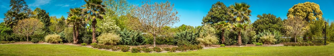 0505 - Lush Botanical Greenery, Panoramic