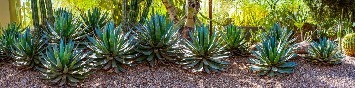 0508 - Agave Garden Glory, LD, Arizona, Panoramic