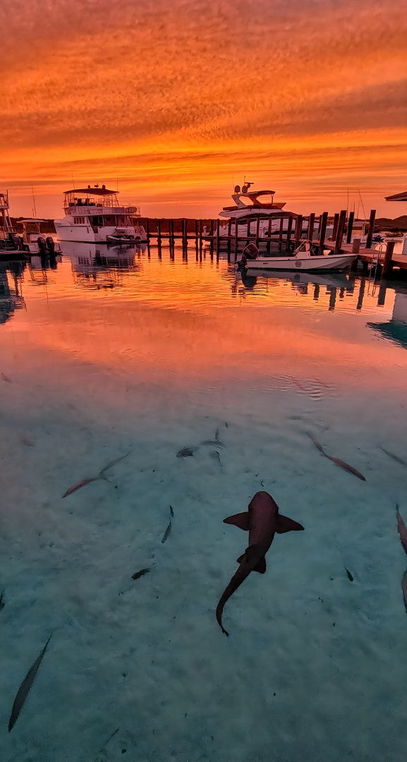 0620 - Sunset Swim at Compass Cay, Bahamas, Square