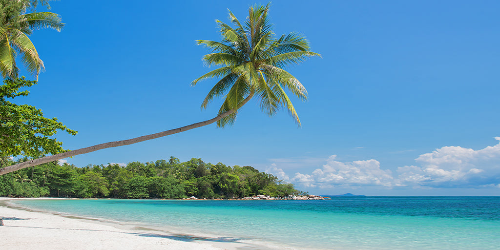 Tropical beach and ocean wallpaper mural featuring palm trees and turquoise shoreline