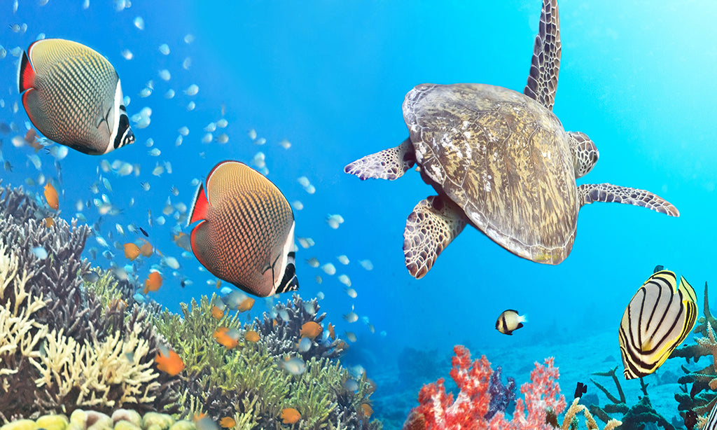 Underwater and ocean life wall mural featuring sea turtles, fish, and coral reefs