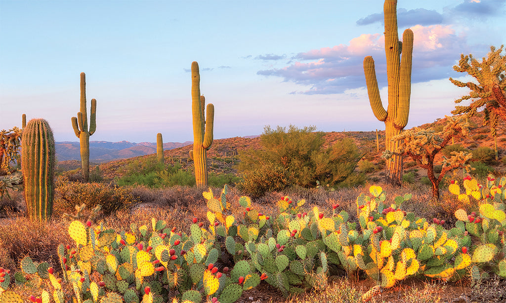 Desert landscape wall mural featuring cactus and mountain scenery